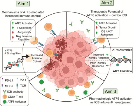ATF 6 in melanoma