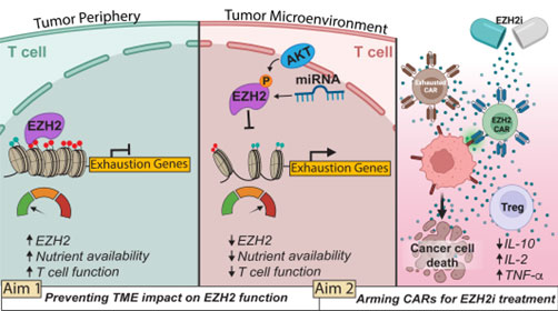cancer evolved resistance